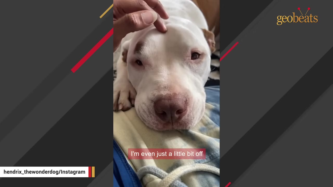 A close-up of a white dog resting its head on a person's lap while being gently petted on the forehead.