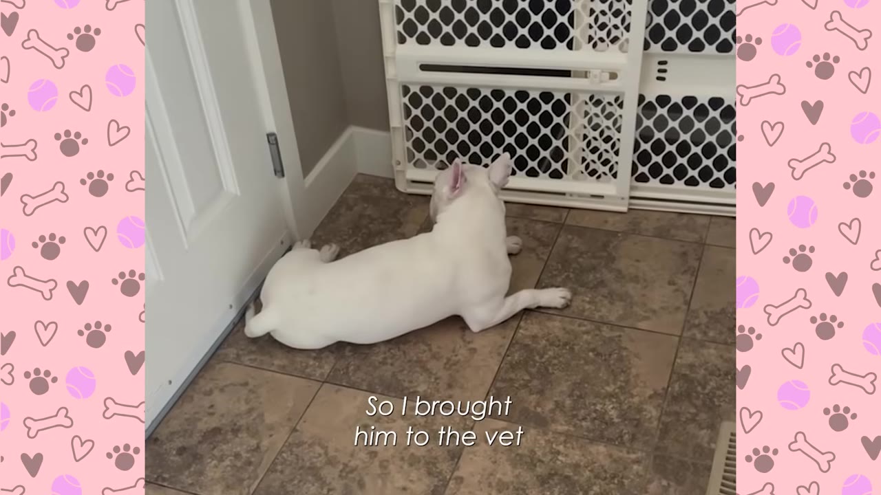 A white French Bulldog lies on a tiled floor near a white plastic safety gate inside a home.