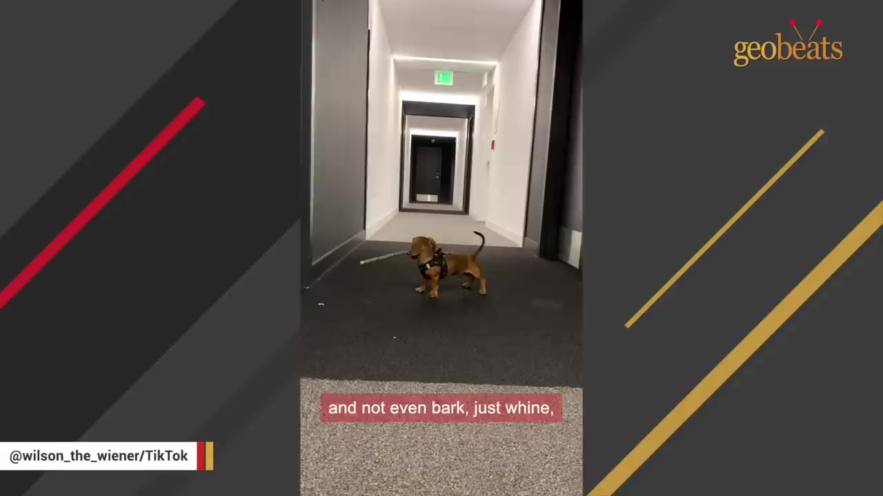 A small dachshund carrying a long stick in its mouth while standing in a hallway.