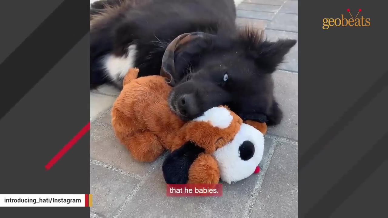 A fluffy black dog resting its head gently on a plush stuffed animal dog toy outdoors.