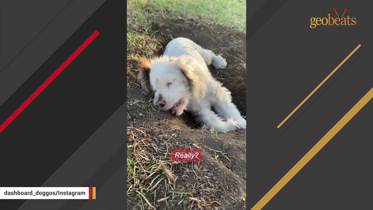 A small white and brown puppy rests inside a shallow hole dug into the dirt outside.
