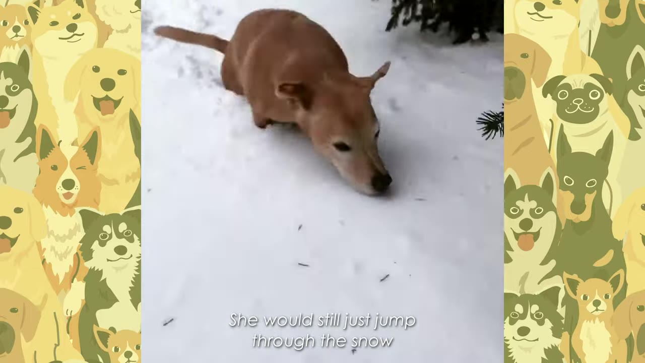 A small brown dog moving through deep snow without a wheelchair.
