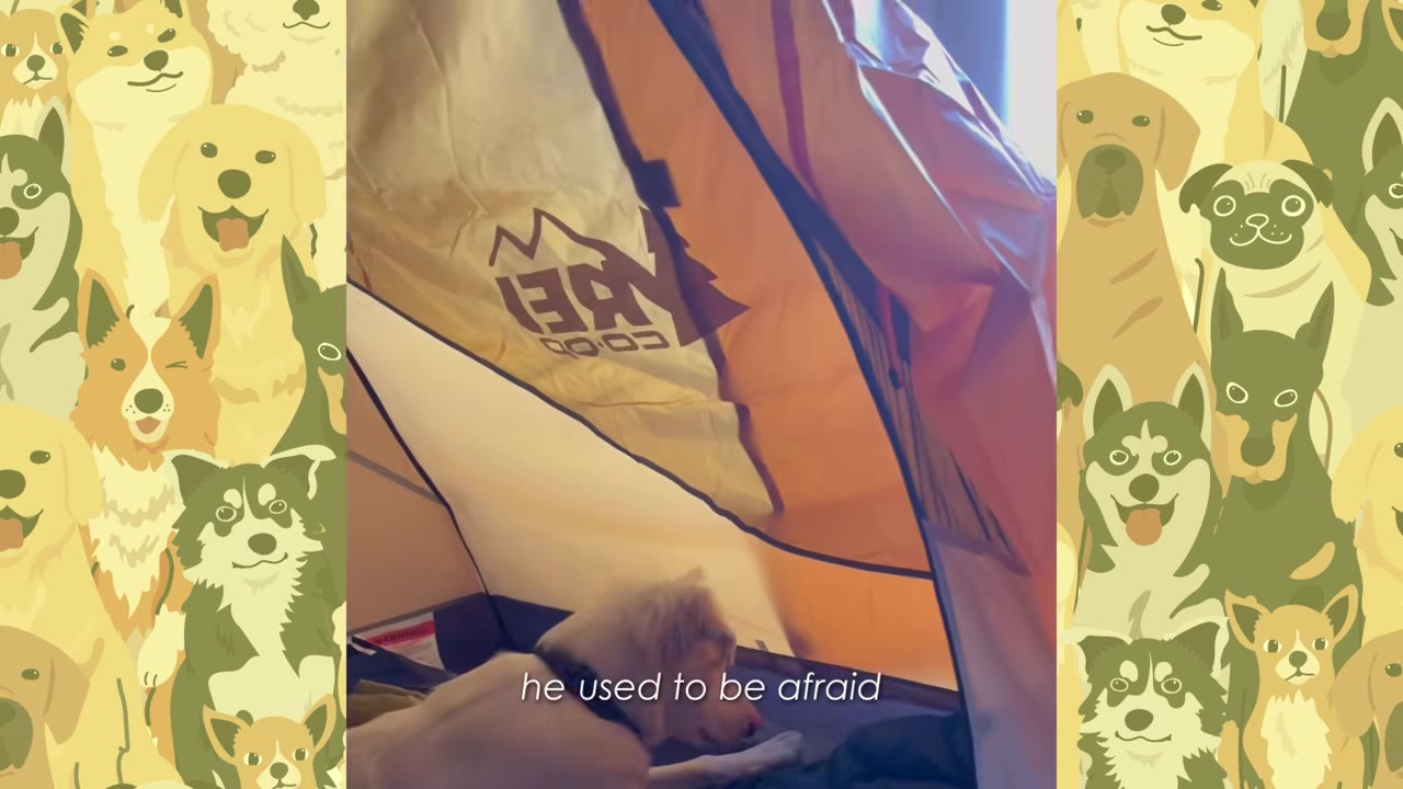 A white dog lying down cautiously inside a small tent indoors.