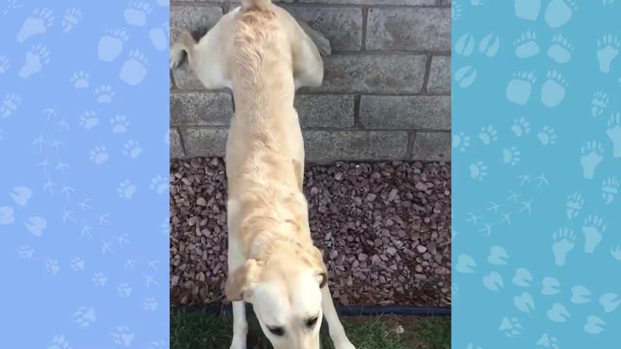 A yellow Labrador retriever performing a handstand with its hind legs propped up against a brick wall.