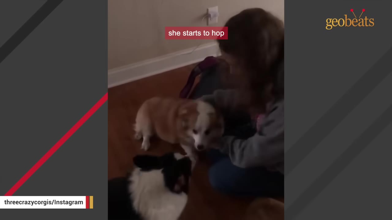 A brown and white Corgi standing on a wooden floor while being petted by a person.