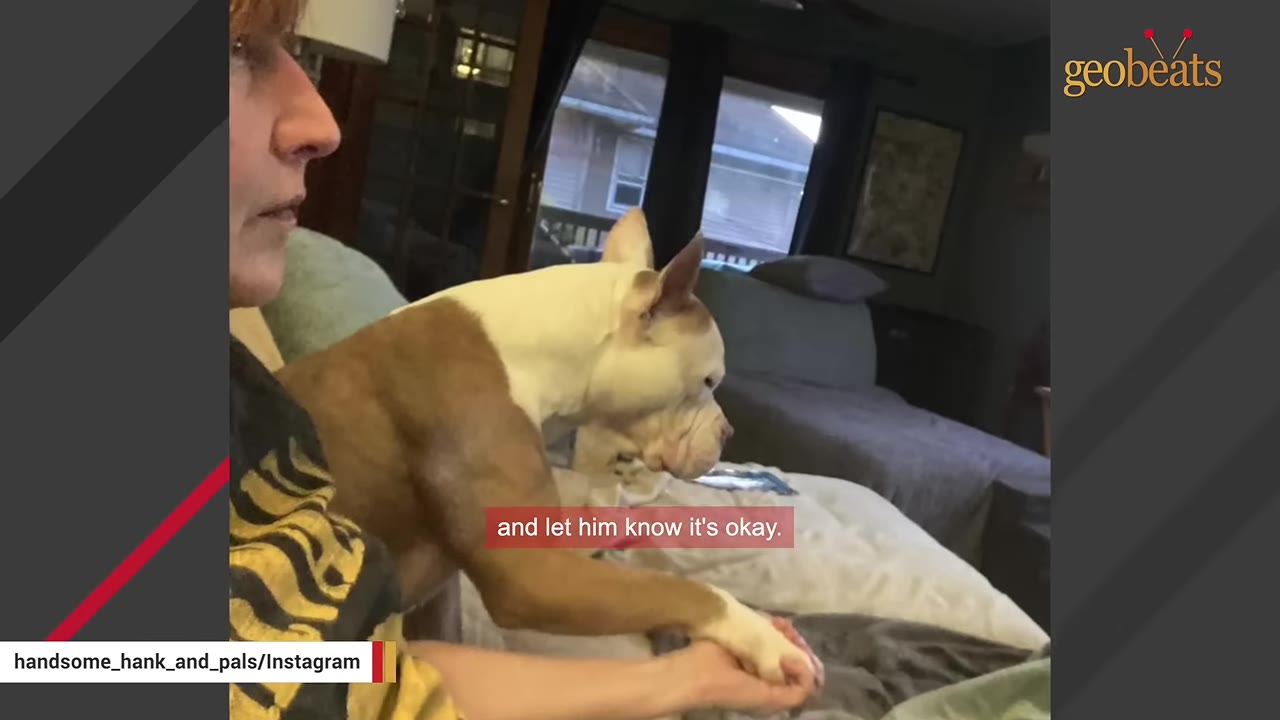 A tan and white dog resting on a bed extends its paw into a person's hand.