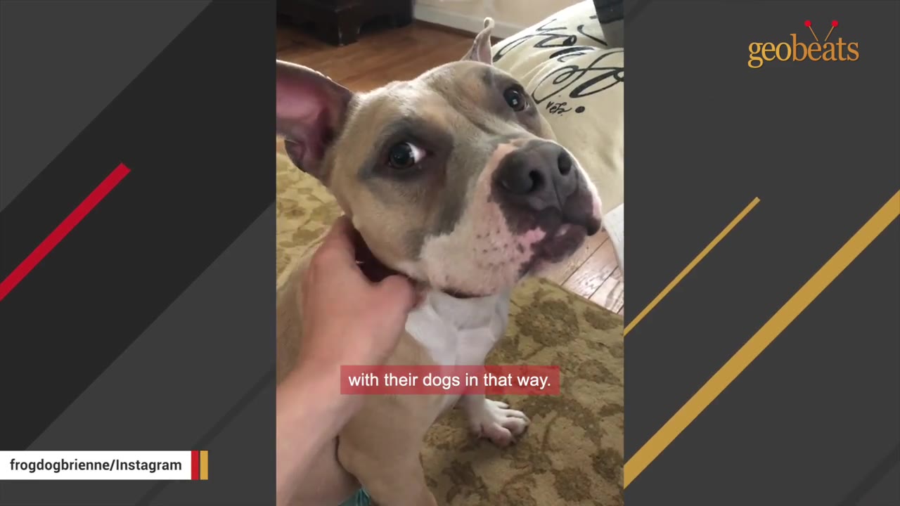 A pit bull mix dog sitting indoors looking up attentively while being petted under the chin by a person's hand.