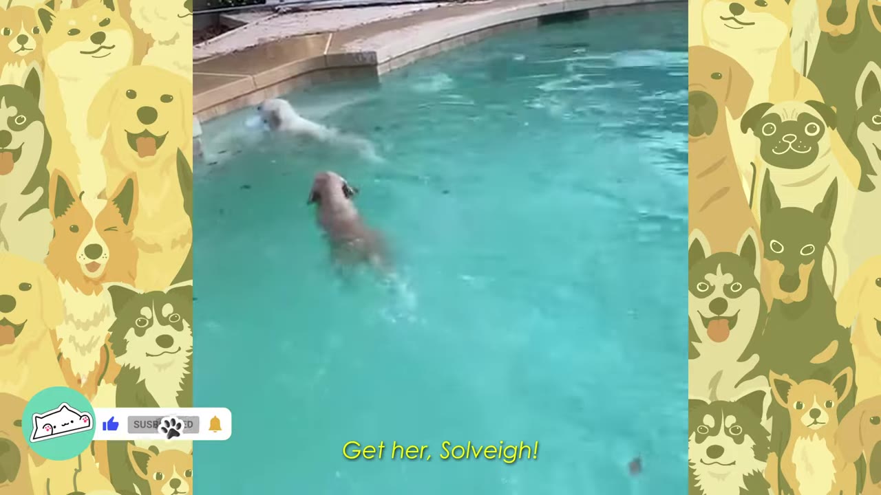 Two dogs, one white and one light brown, swimming in a blue backyard pool.