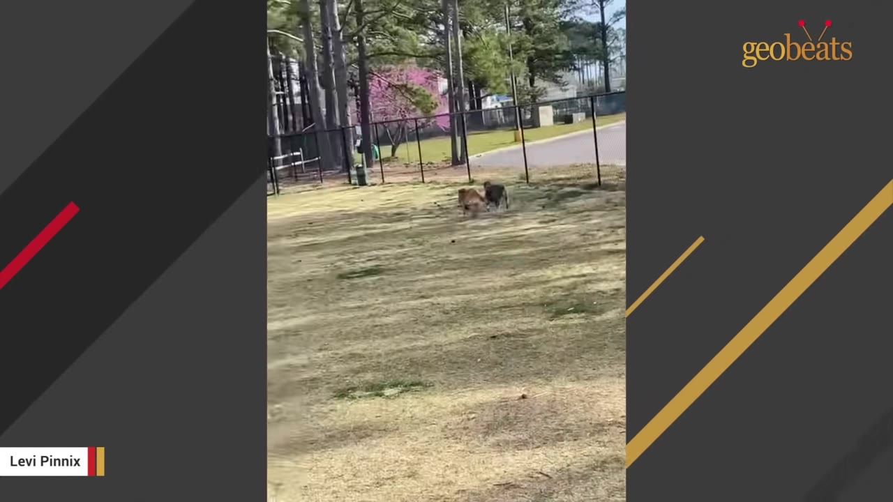 A dog running in a fenced-in grassy dog park.