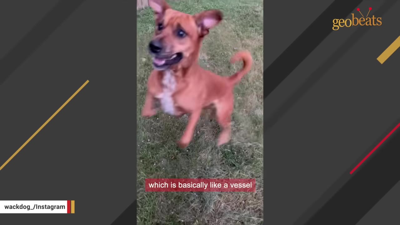 A brown dog with white markings on its chest jumps excitedly on a grassy lawn.