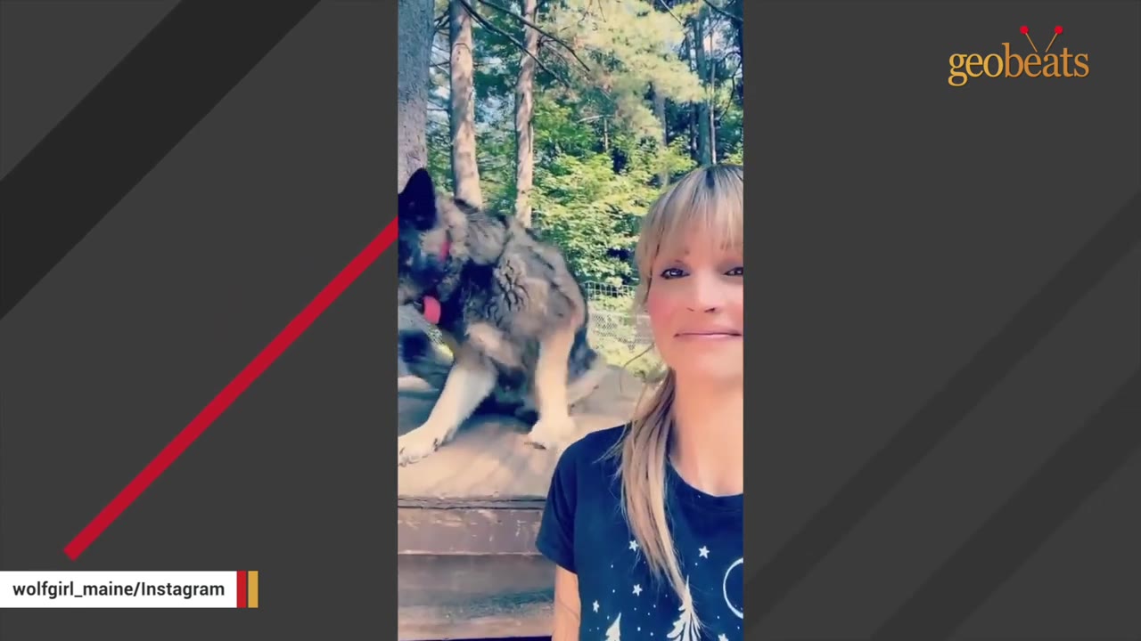 A woman stands in a sunny wooded area while a wolfdog sits on a wooden platform behind her.