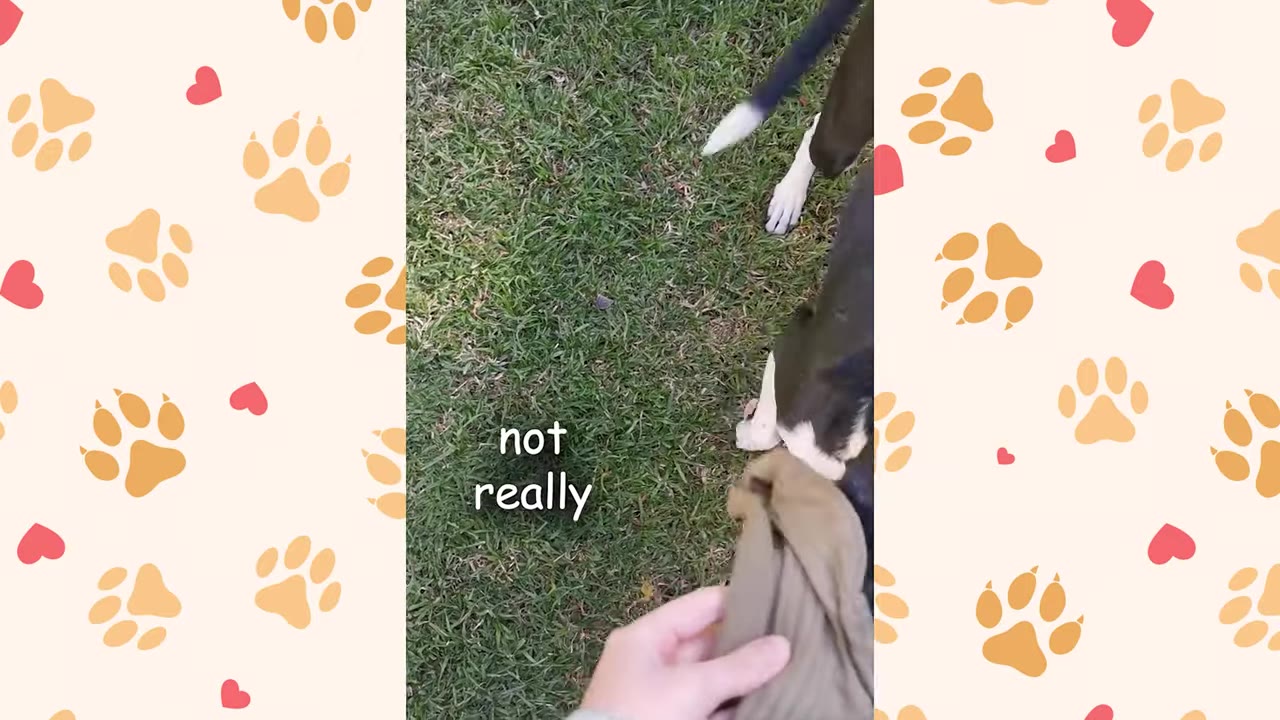 A hand holding a brown sock out to a black and white dog on a grassy lawn.