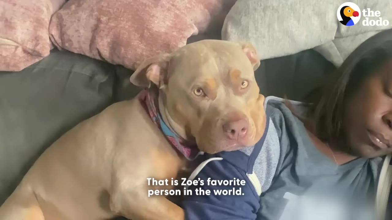 A tan dog leaning affectionately on a sleeping woman lying on a gray couch.