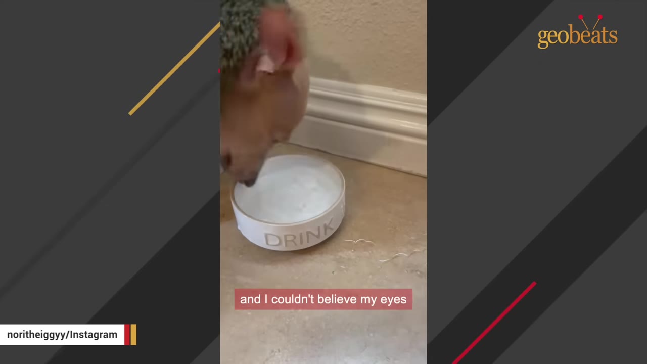 A close-up of a small dog drinking water from a white bowl labeled 'DRINK'.
