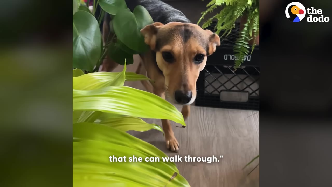 A small black and tan dog walking through green house plants indoors.