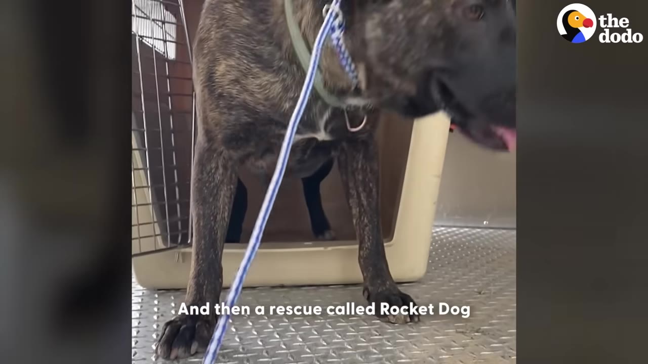 A brindle dog on a leash steps out of a transport crate onto a metal surface.