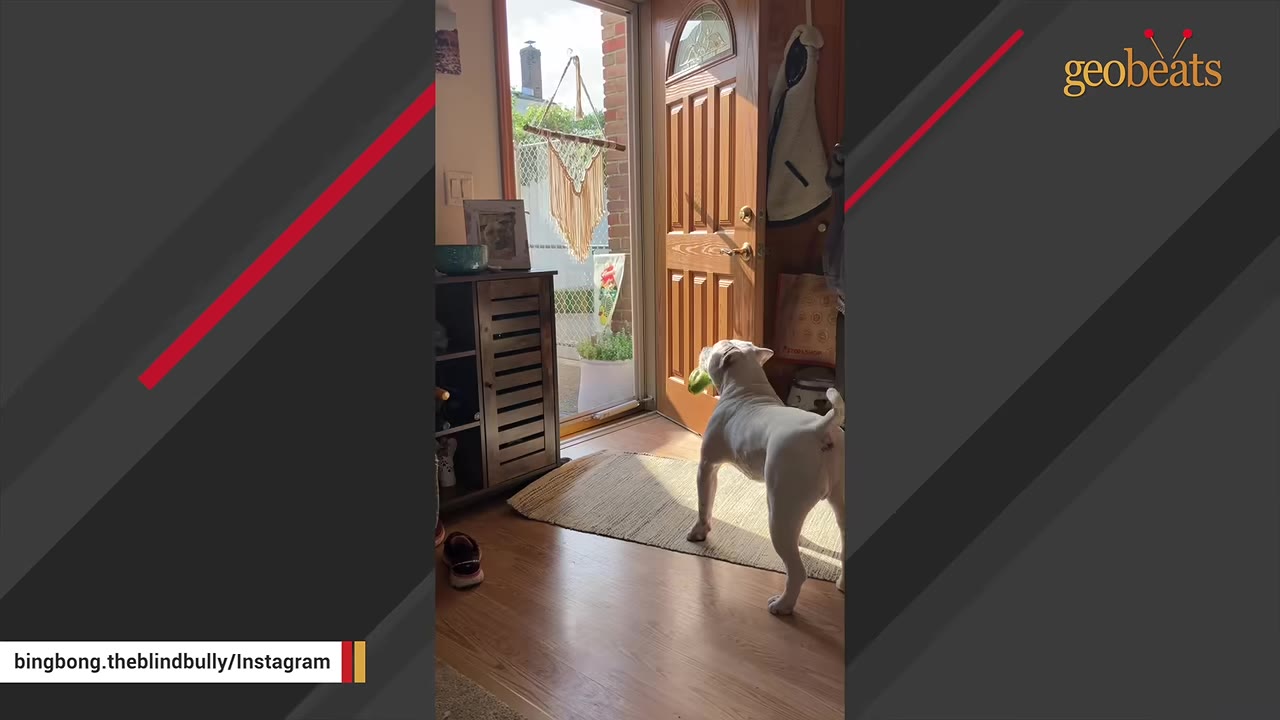 A white dog standing indoors near an open front door in a patch of sunlight.
