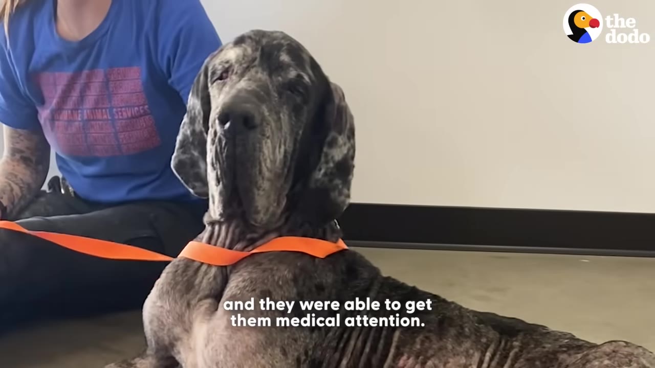 A large merle Great Dane wearing an orange collar sits calmly on the floor next to a person in a blue shirt.