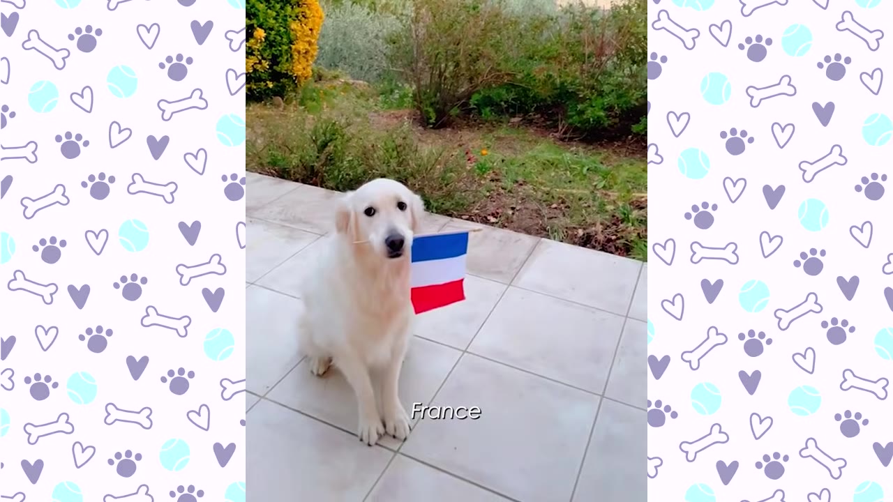 A white golden retriever sits on a tiled patio holding a small French flag in its mouth, with the word 'France' written below.