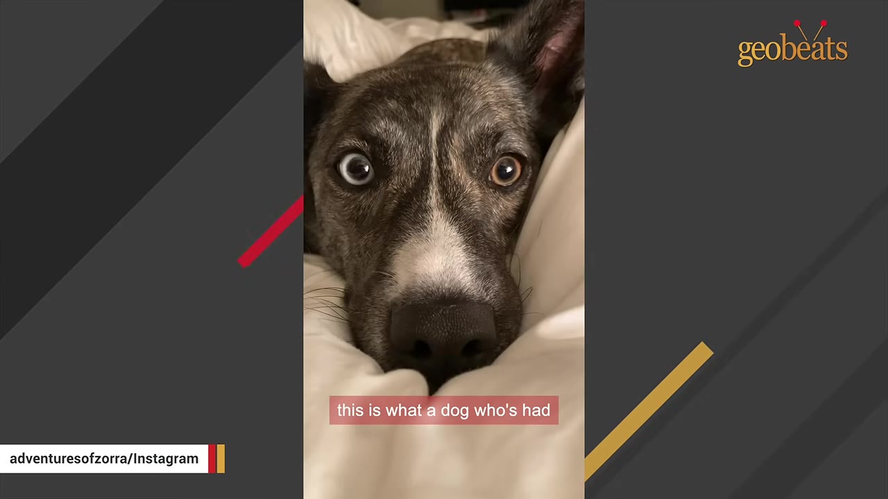 A close-up portrait of a brindle dog with distinct different-colored eyes lying down on a white blanket.