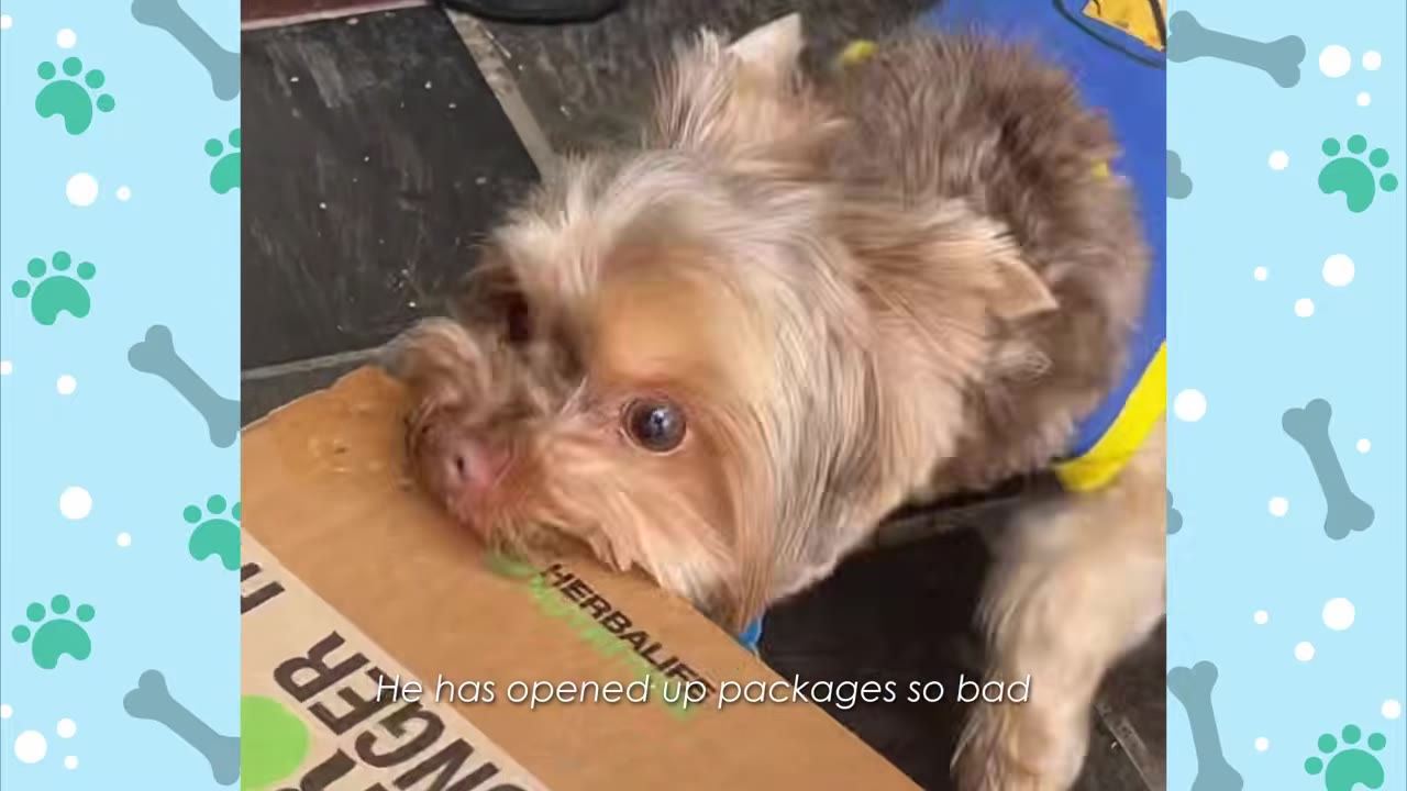 A close-up of a small, fluffy brown dog biting the edge of a cardboard delivery box.