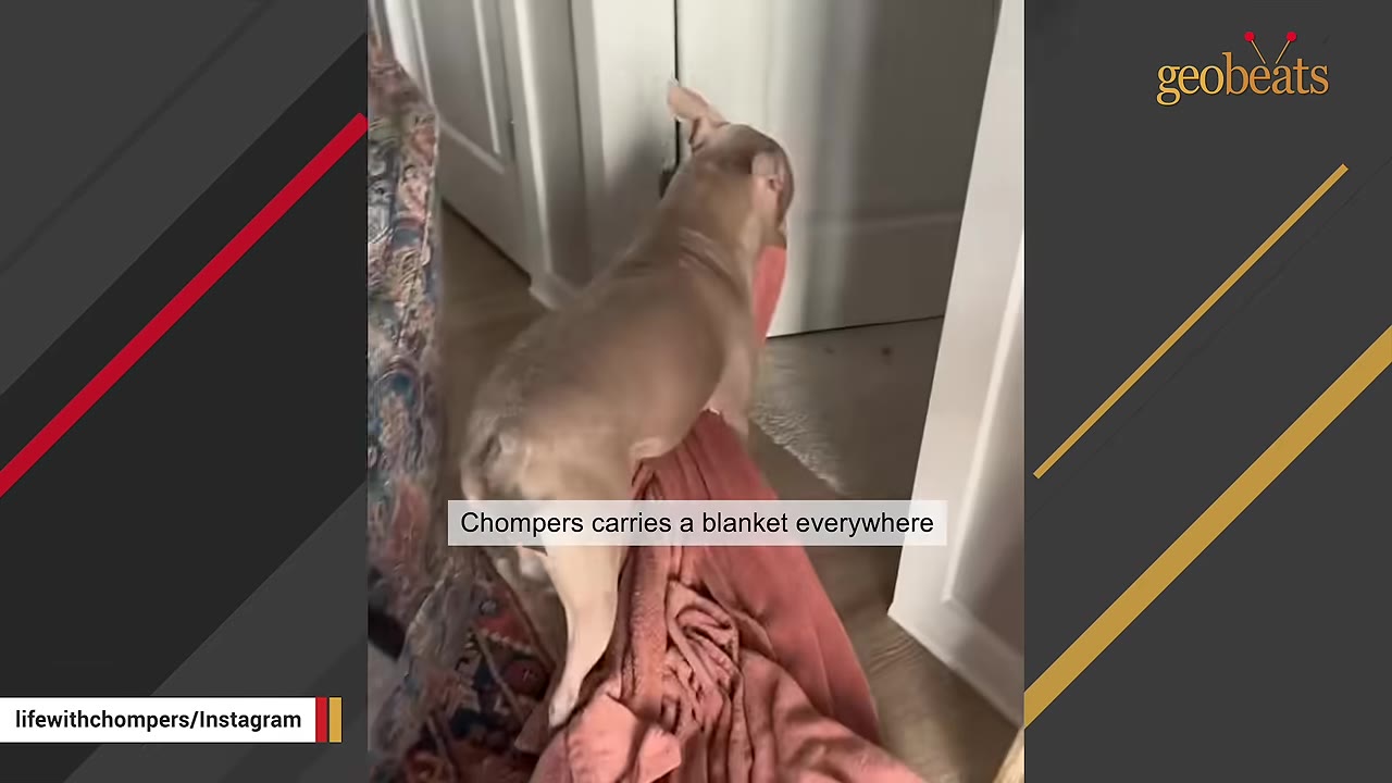 A tan dog seen from behind carrying a long pink blanket in its mouth as it walks through a doorway.