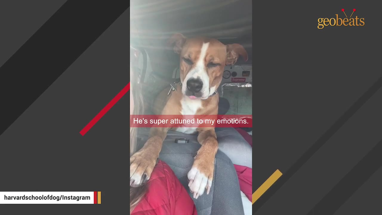A brown and white dog with closed eyes rests its head and paws on a car seat next to a person, with a caption reading 'He's super attuned to my emotions.'
