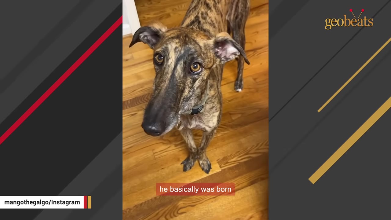 A brindle Galgo standing on a wooden floor looking up at the camera with its front paws crossed together.
