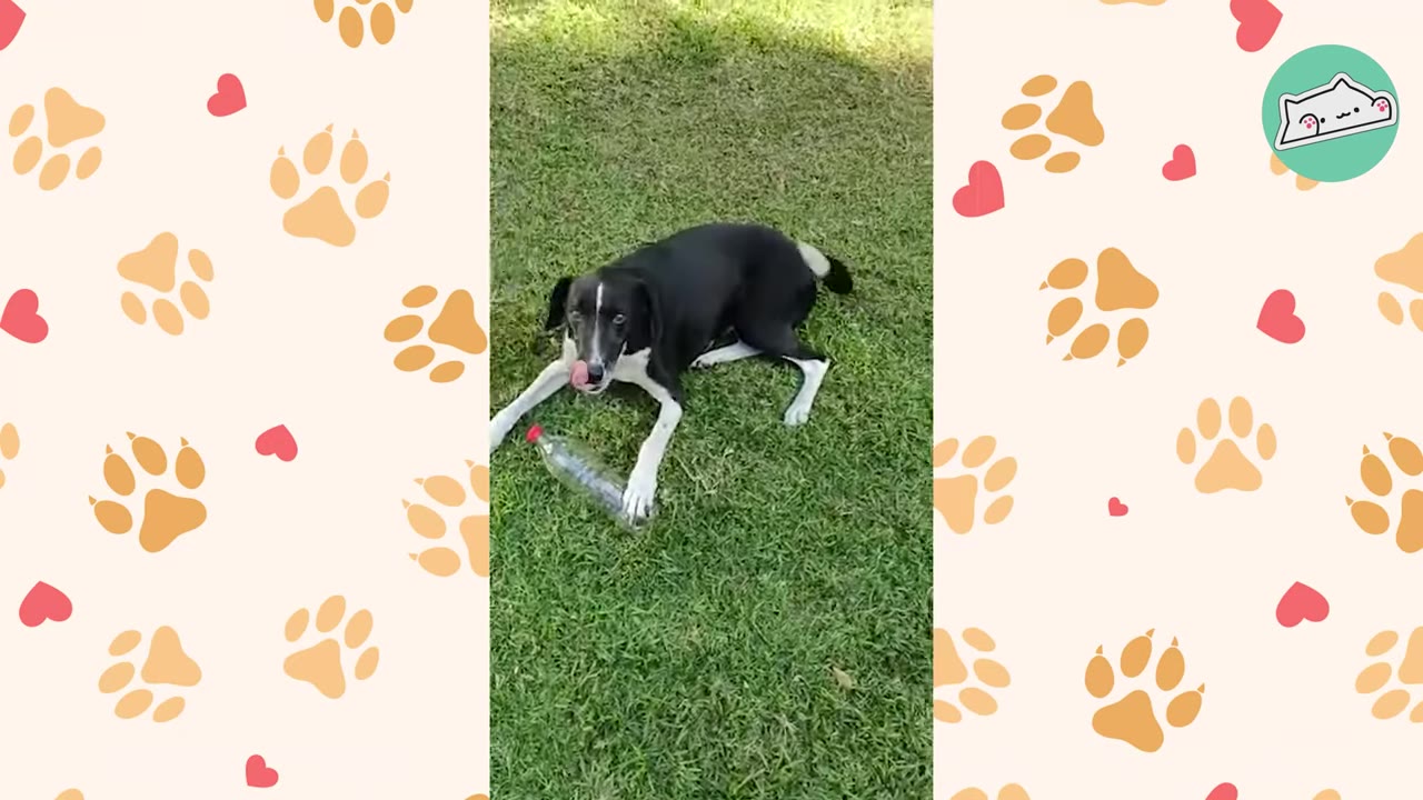A black and white dog lies on the green grass with a clear plastic bottle between his paws, licking his nose.