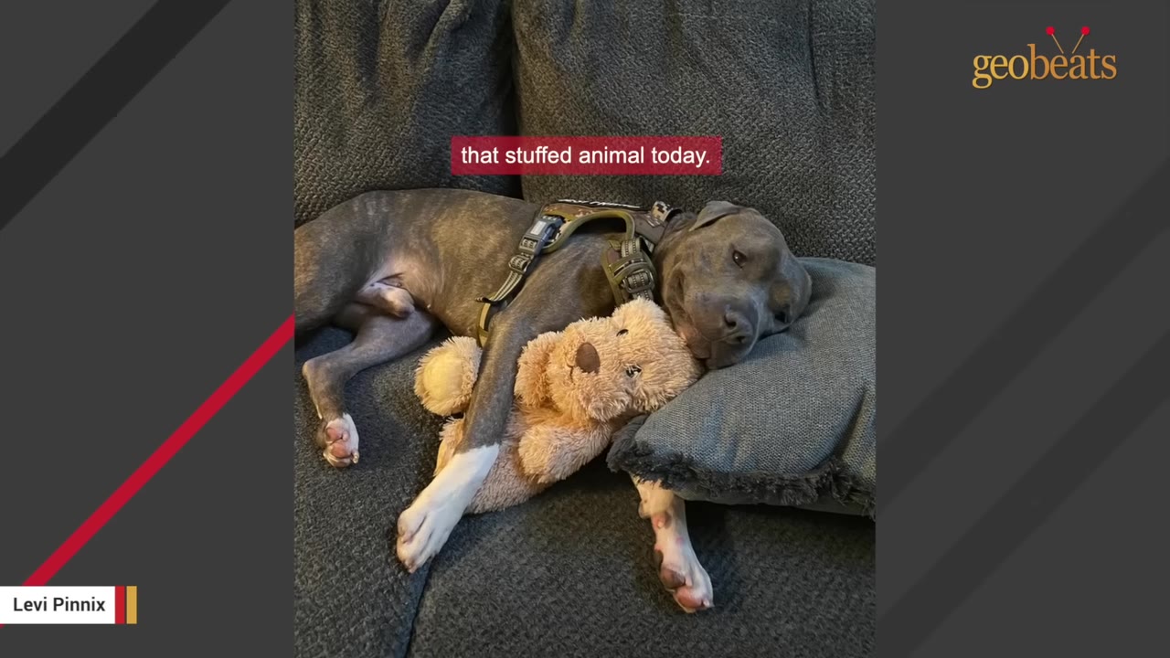 A gray pit bull rests on a couch while hugging a plush stuffed teddy bear.