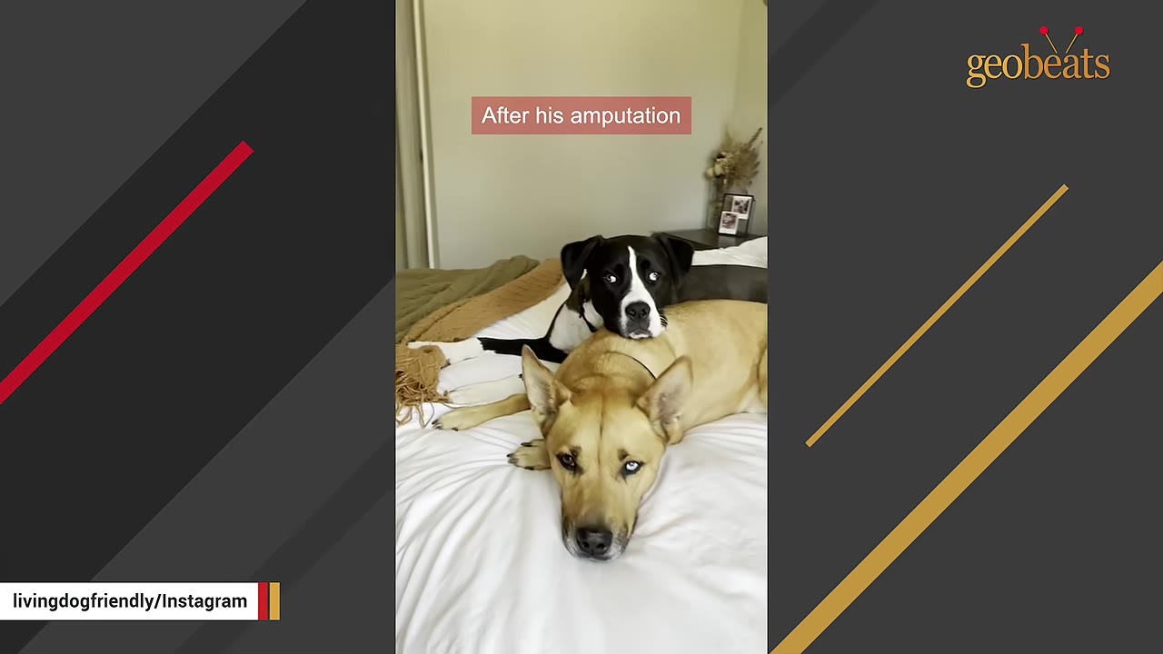 A black and white dog gently rests its chin on the back of a tan dog lying on a bed.