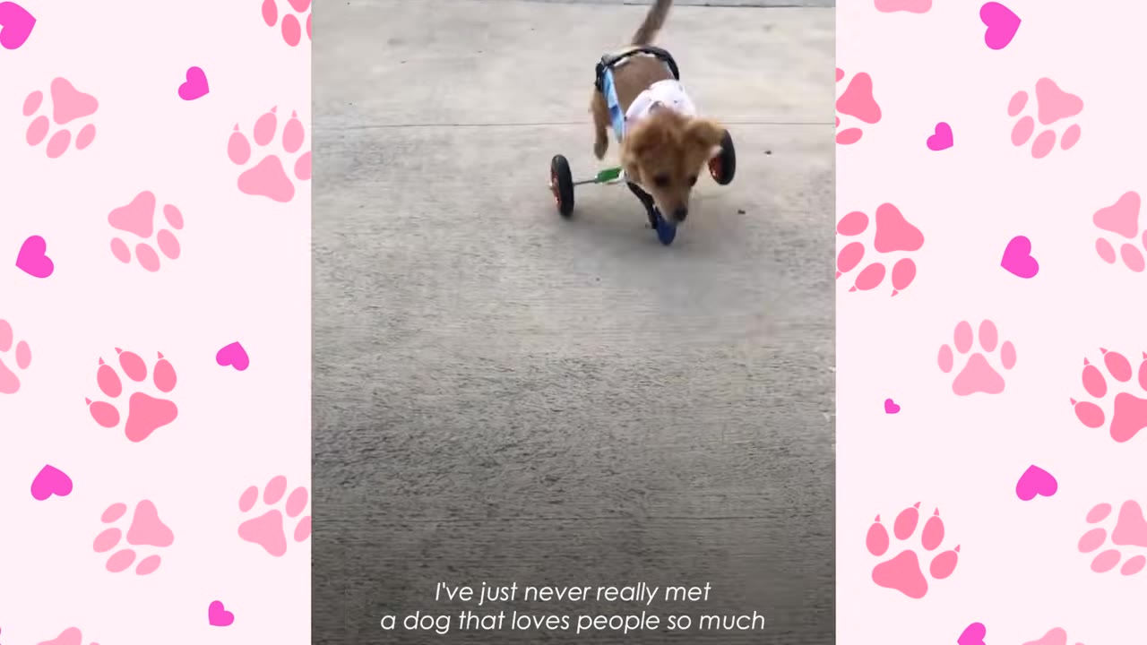 A small brown dog in a wheelchair harness walks forward along a concrete path.