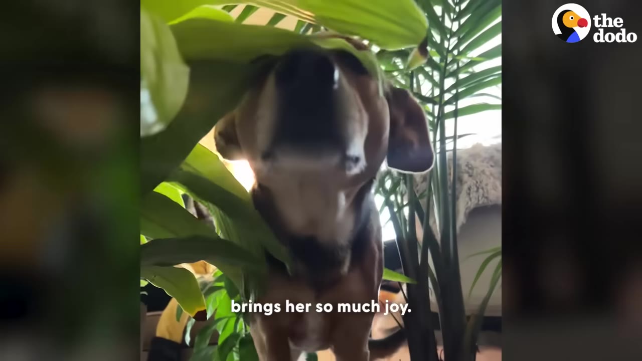 A black and tan dog nudges her face gently through the green leaves of indoor potted plants.