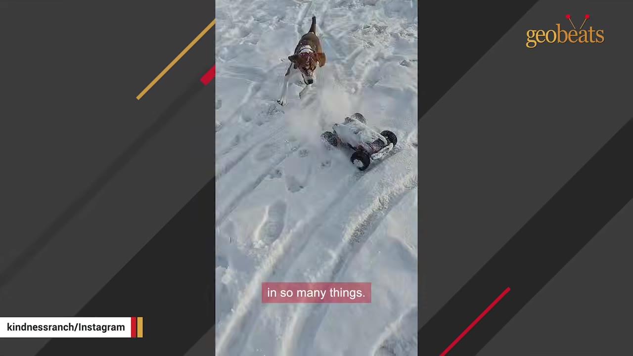 A brown and white beagle runs playfully through the snow, chasing a small remote-controlled car.