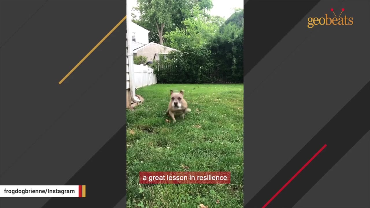 A small dog running across a grassy lawn in a backyard.