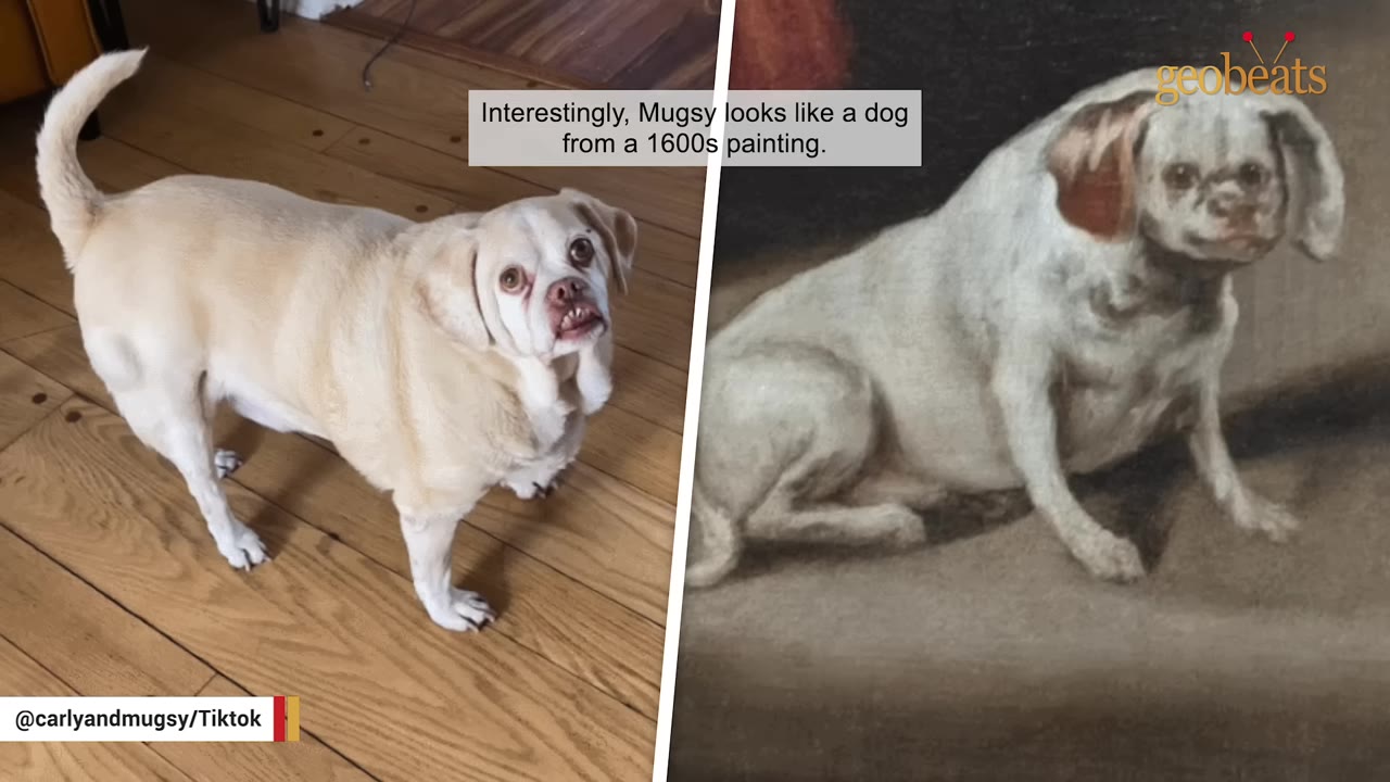 A split-screen image showing Mugsy, a small light-colored dog standing on wooden flooring on the left, next to a classic 1600s oil painting of a remarkably similar dog on the right.