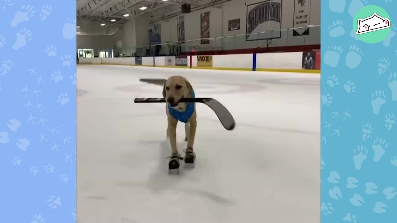 A yellow Labrador retriever wearing a blue vest and ice skates on its paws skates across an indoor ice rink while holding a hockey stick in its mouth.
