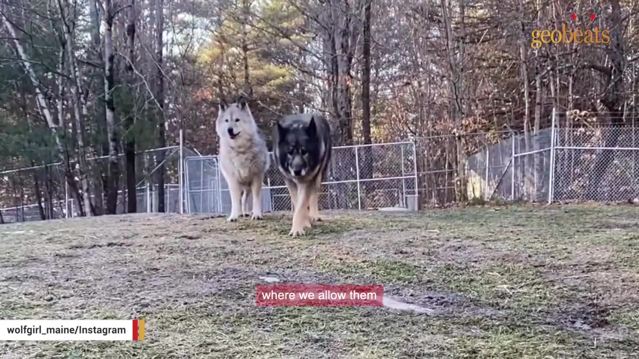 Two wolfdogs standing together outdoors in a fenced wooded enclosure.
