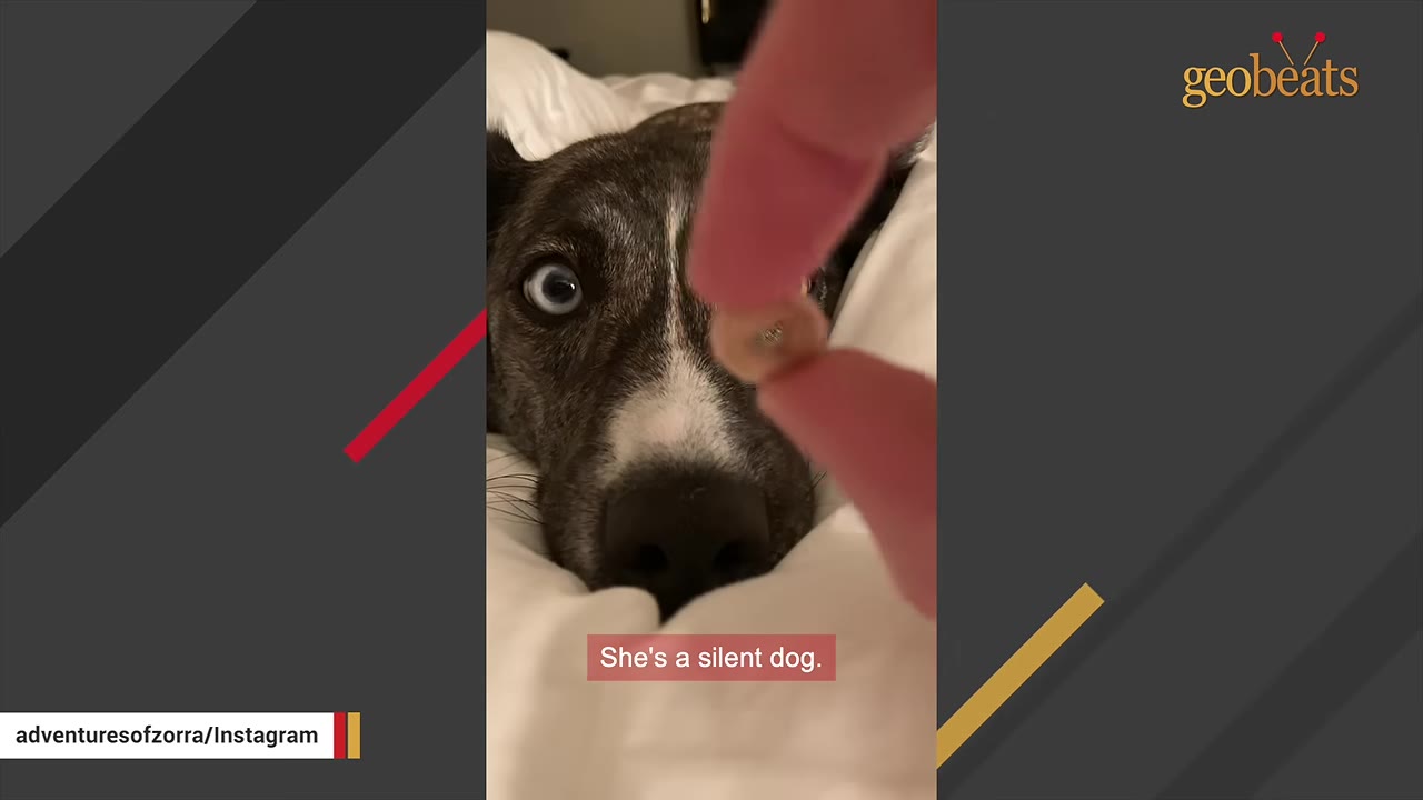 A close-up view of a dark brindle dog with striking eyes resting its head on a white pillow while a hand holds a small item nearby.