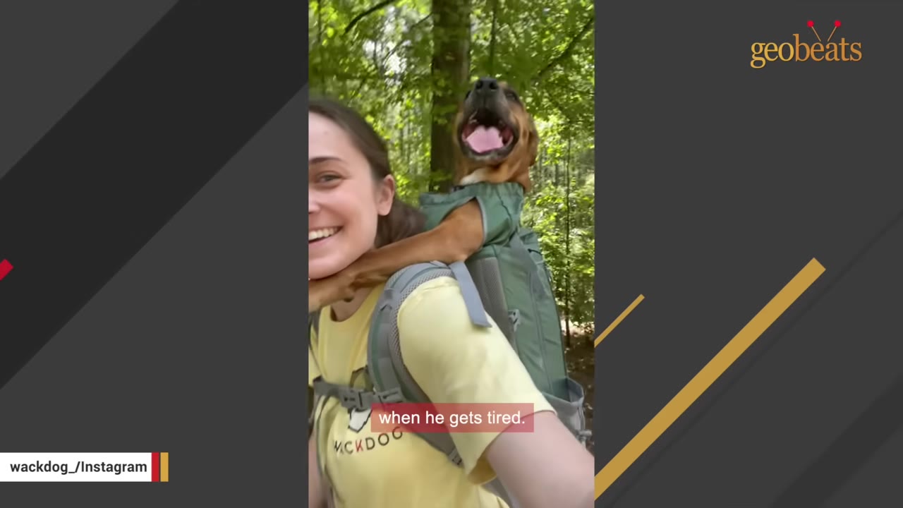 A smiling woman carrying a brown dog in a green backpack while hiking in a forest.