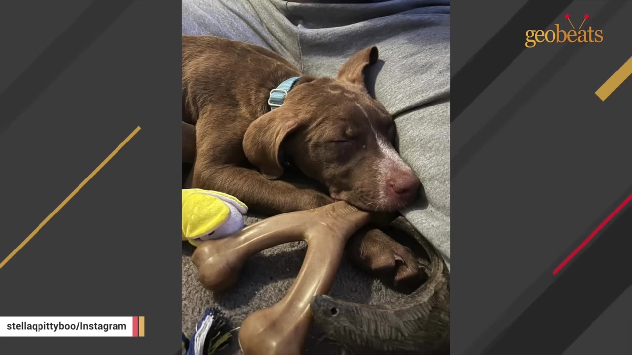 A brown dog resting its head on a large bone-shaped toy while sleeping peacefully on someone's lap.