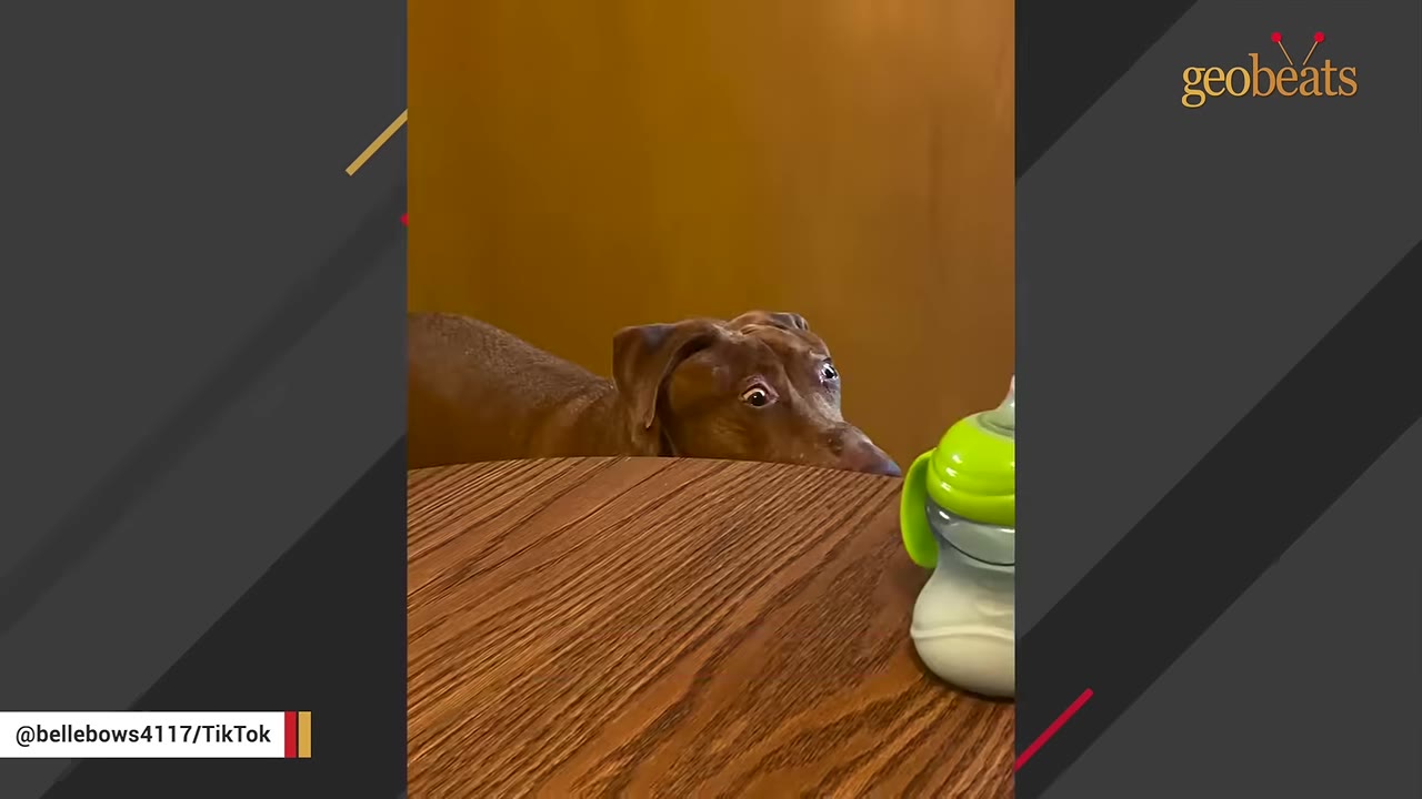A brown dog peeks over the edge of a wooden table next to a green baby cup.