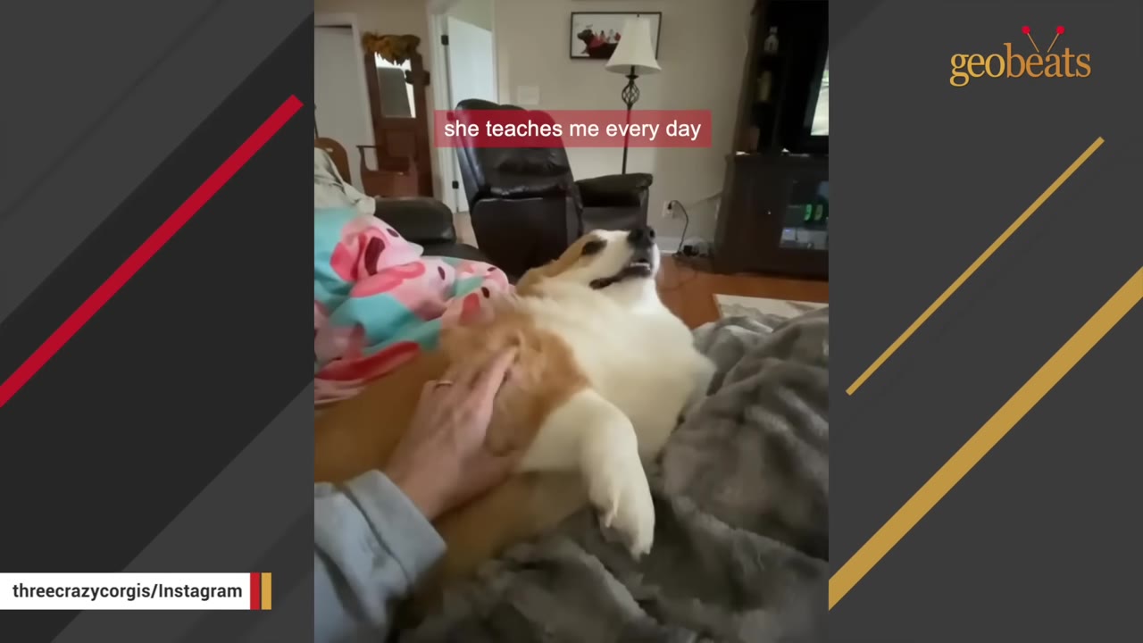 A corgi lying on its back on a couch being gently petted by a person's hand, with text overlay reading 'she teaches me every day'.