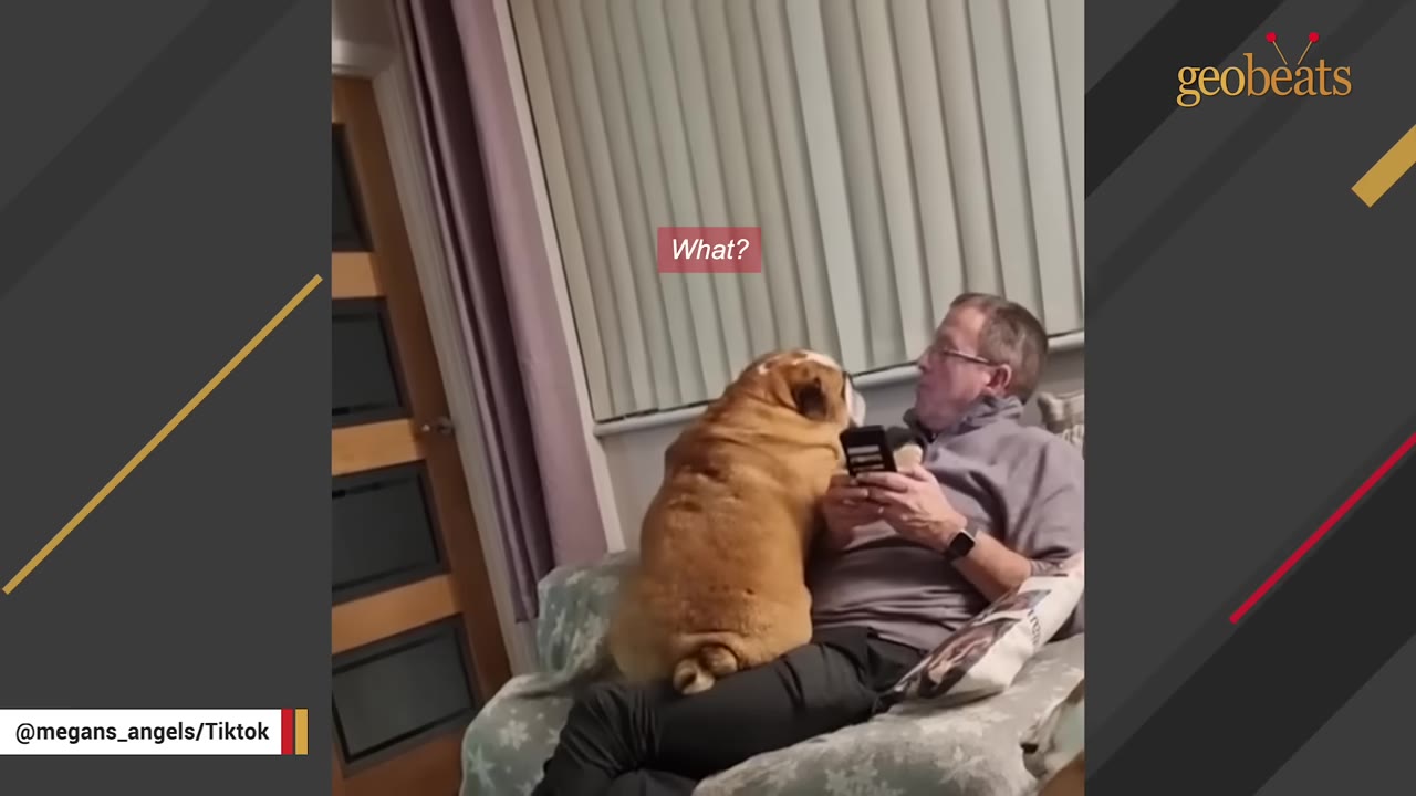 An English bulldog sitting directly on a man's lap as he reclines on an armchair.