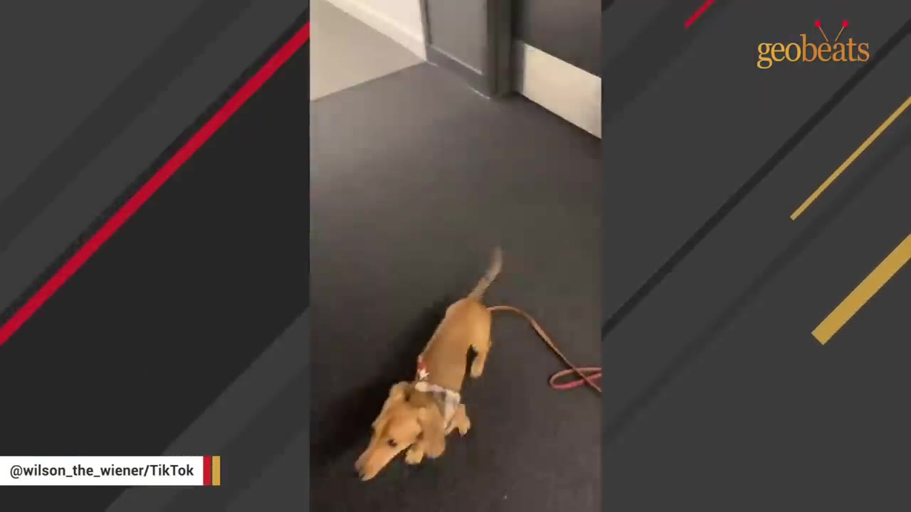 A small dachshund puppy walking on a dark carpeted hallway while attached to a leash.