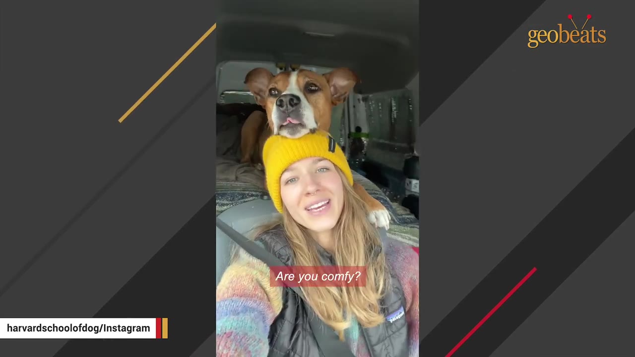 A brown and white dog rests its chin on top of a smiling woman's yellow knit beanie inside a vehicle.