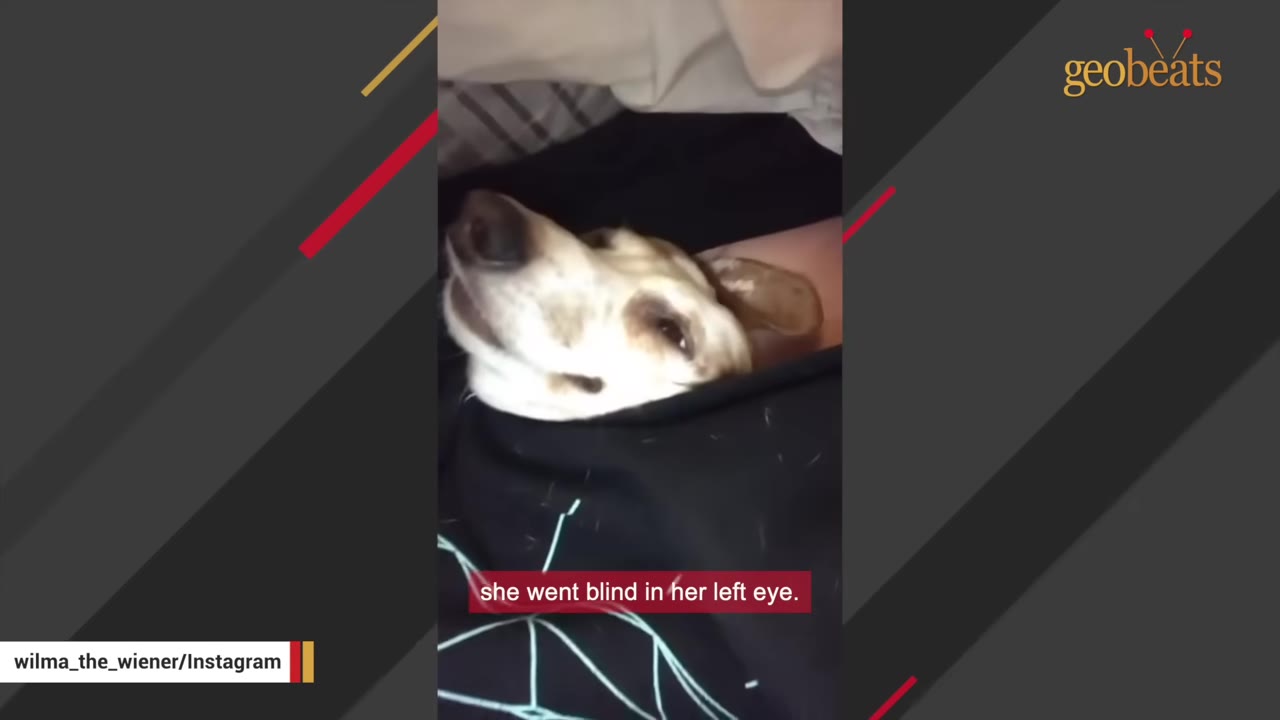 A close-up of a dachshund's face as she rests her head on a person's lap, with text on screen reading 'she went blind in her left eye.'
