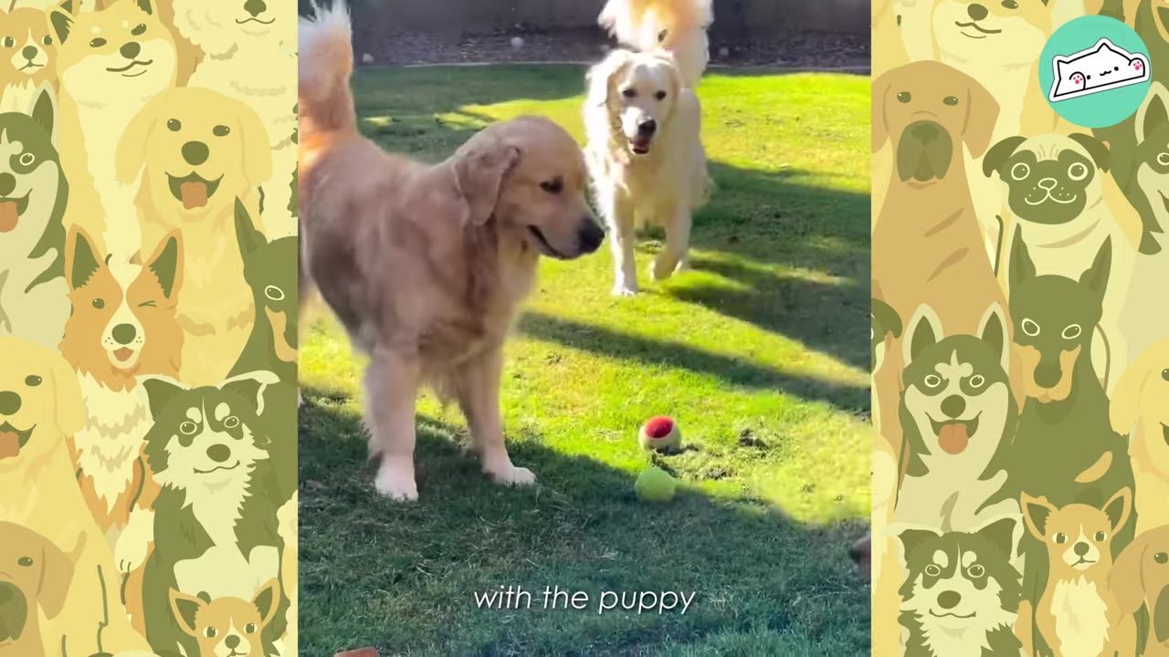 An adult golden retriever and a golden retriever puppy stand on a grassy lawn next to a tennis ball.