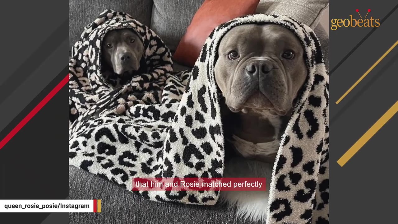 Two grey dogs sitting side-by-side wrapped in matching leopard print hooded blankets.