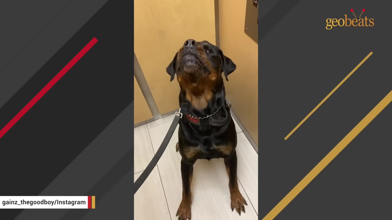 A Rottweiler on a leash sitting inside an elevator and looking upward expectantly.